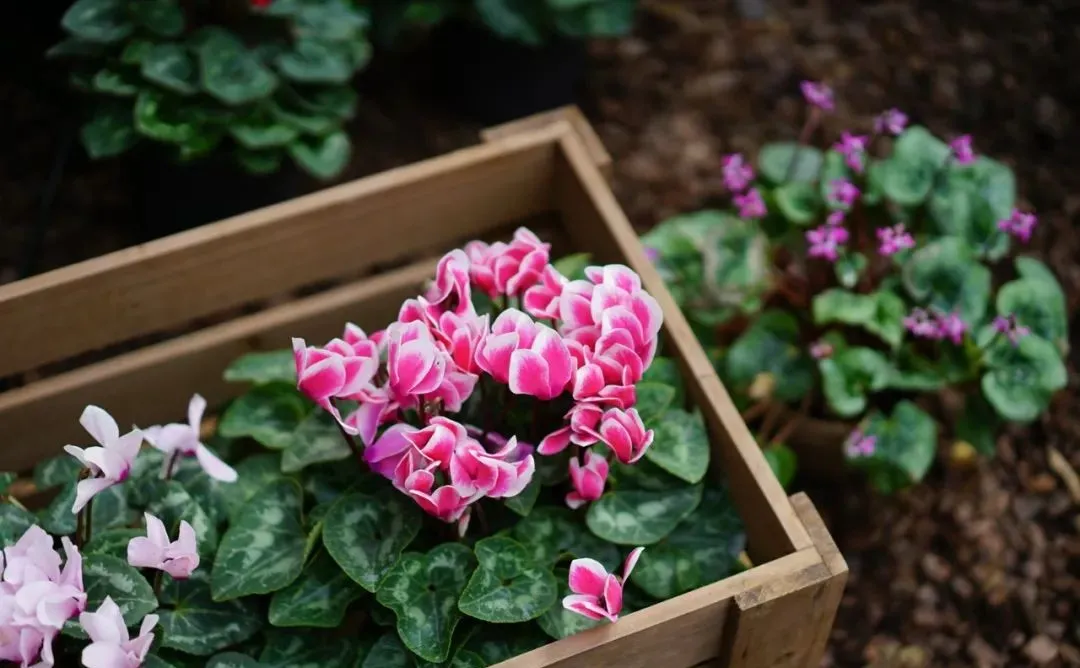 花最少的钱,打造最美的阳台小花园