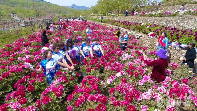 河北新闻网 河北迁西：牡丹园里享假日