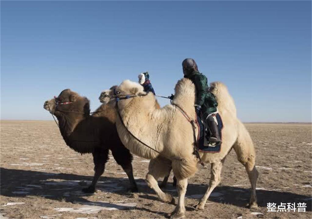 骆驼 重5吨的大象也会被吃掉，为什么食肉动物不吃骆驼？它真没天敌？