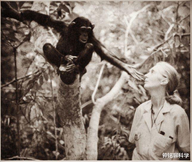 猩猩 虱子演化之路表示：人类褪去体毛后，裸了100万年才穿上衣服