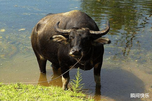 属牛|家中若有这3个生肖，2021年必当业绩爆棚，一帆风顺，事业兴隆