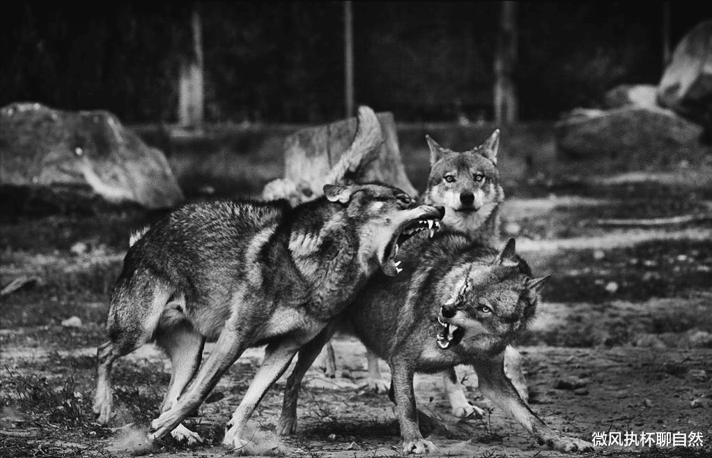 微风执杯聊自然|狼群围村，狗群沸腾，哑巴黑犬用一声狼嚎止住了大战，却要被吊死