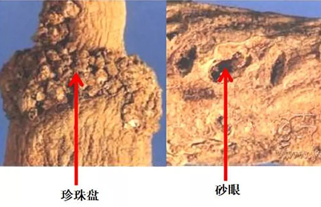 深度养生知识|认识中药：了解一下银柴胡，清虚热之外，和“金银”没有关系