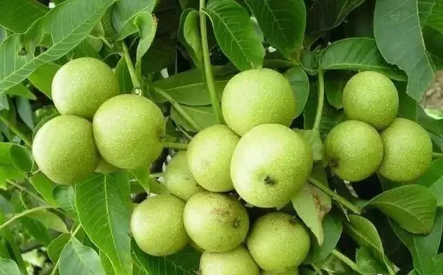 核桃|文玩猴头核桃的“前世今生”，你又了解多少