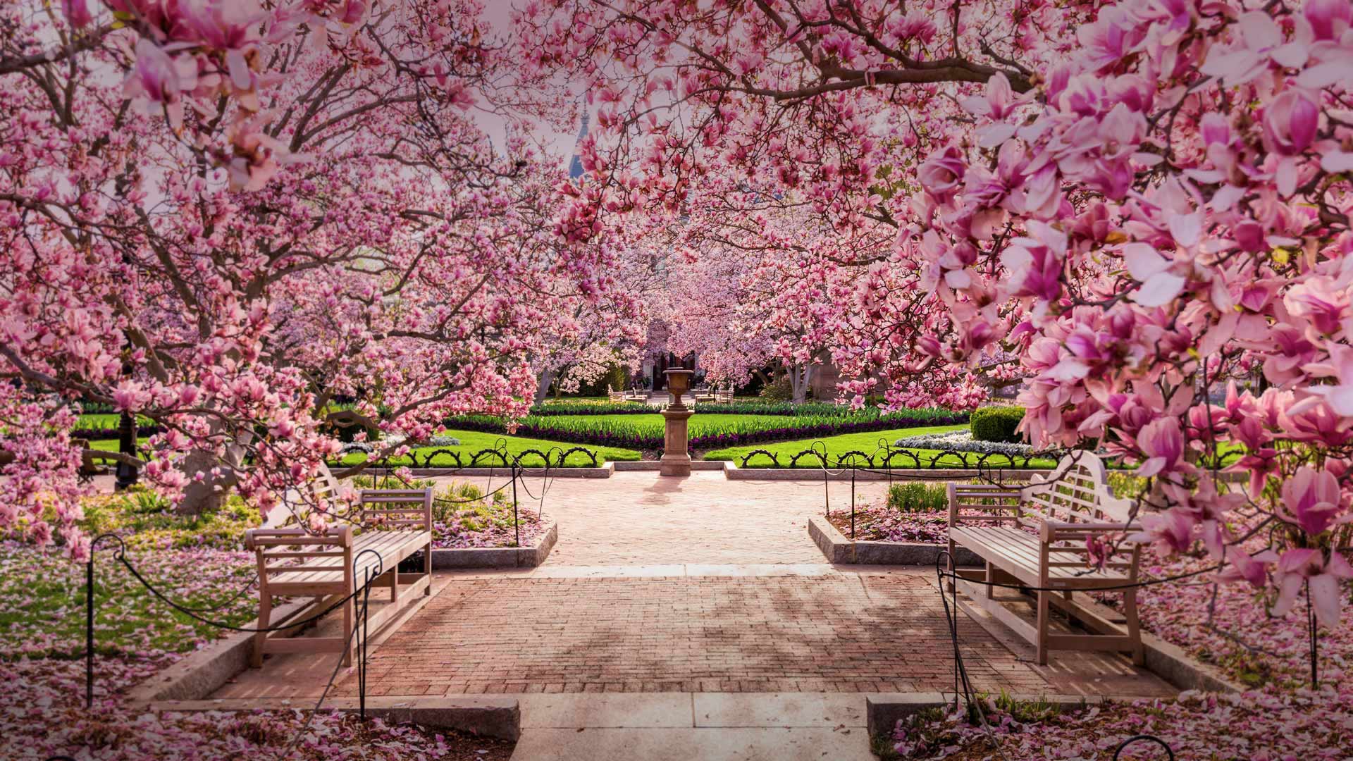 bing高清1080P壁紙——國傢廣場內盛開的櫻花，美國華盛頓-圖3