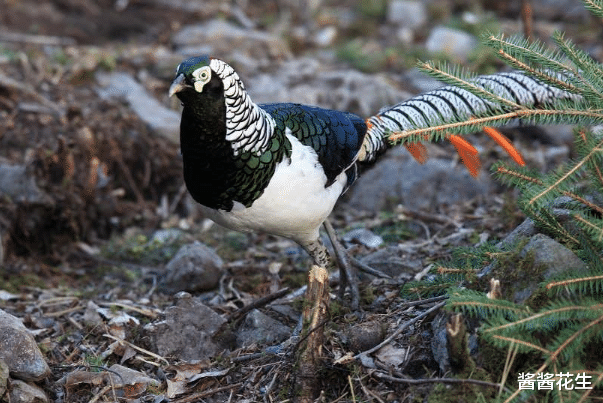 酱酱花生|8月开始,贵人指路,吉星照拂,再苦也能咸鱼翻身的三大生肖