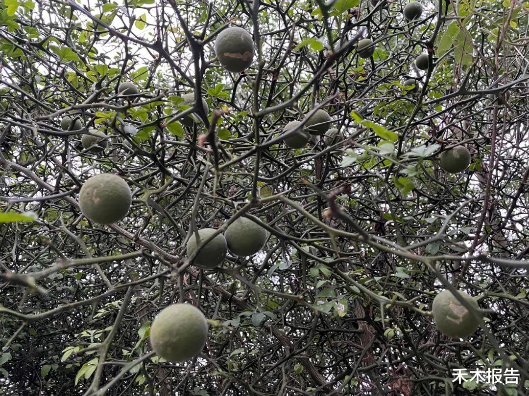 |俗称“狗逃果”，常烂一地没人要，但价值却不低，晒干20元一斤