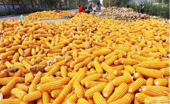 小超侃事|粮食补贴落地,今年每亩地补贴将调成这个数,涉及家家户户