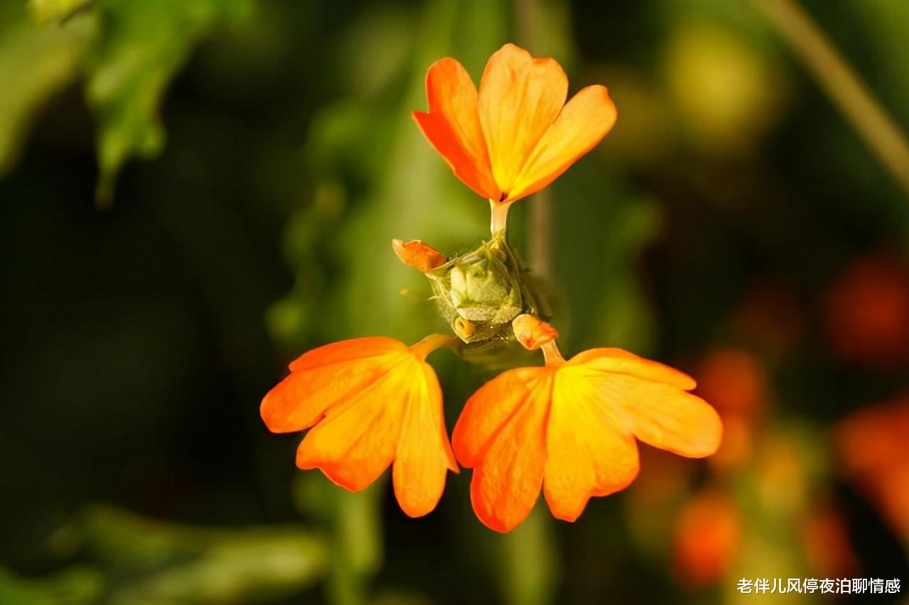 老伴儿风停夜泊聊情感|人到中年:认清真相、控制欲望,乃睿智之举