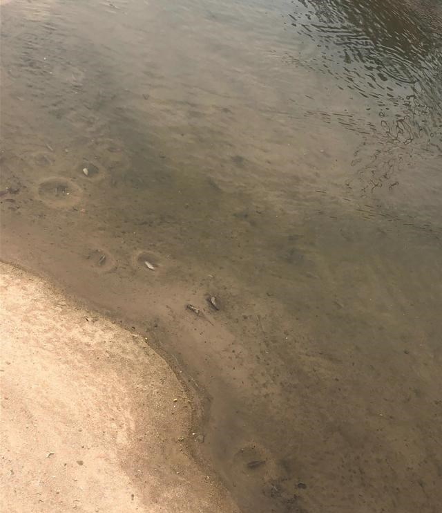 广东省|广东网友河边钓鱼，发现水底密布“小圆坑”，是人为挖出来的？