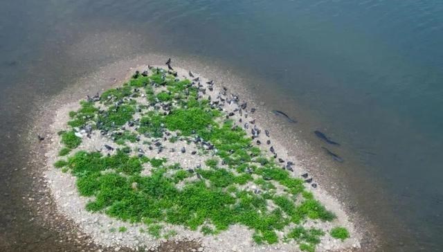 |因为钓鱼人的“贪婪”，这种淡水巨怪在欧洲成灾，其实我国也有