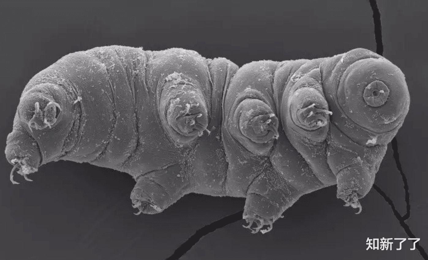 地衣 神奇的进化结果：这就是缓步动物的行走方式