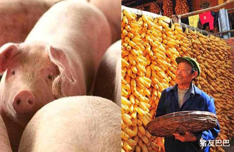 豬價、糧價預警：8月20日，今日全國生豬、玉米價格已更新！-圖6