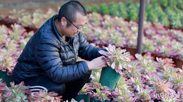 山东男子花费5万买一盆多肉绿植，越养越值钱，到底长啥样