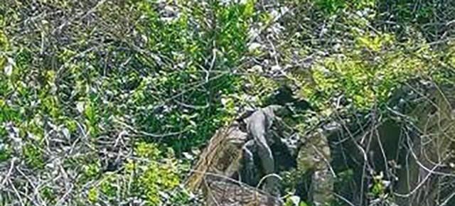 巨蜥 国宝巨蜥“五爪金龙”在云南现世，身为超级毒物，却被当美味屠杀