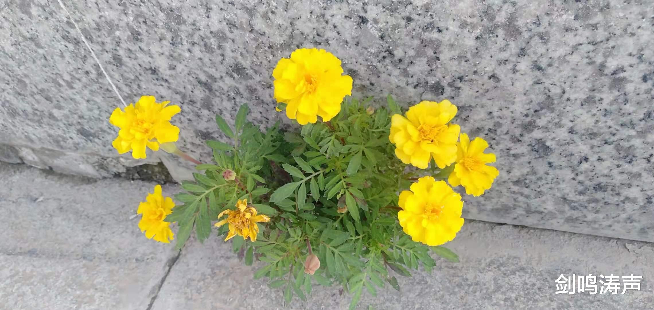 律师|再致杜熊盟友及支持者：做人得识好歹、明是非、知荣辱！