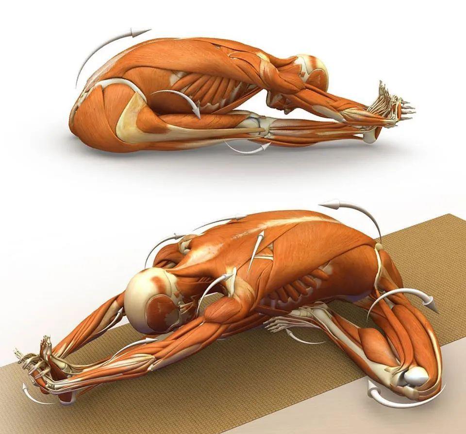 运动|练瑜伽，这些解剖常识你要知道（附28个常见体式解剖图）