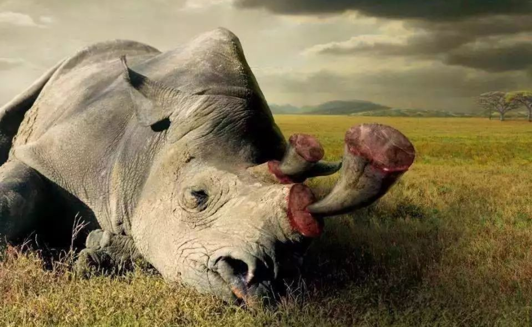 陆地霸主，昔日为何会濒临灭绝，偷猎者为何如此看重犀牛角？
