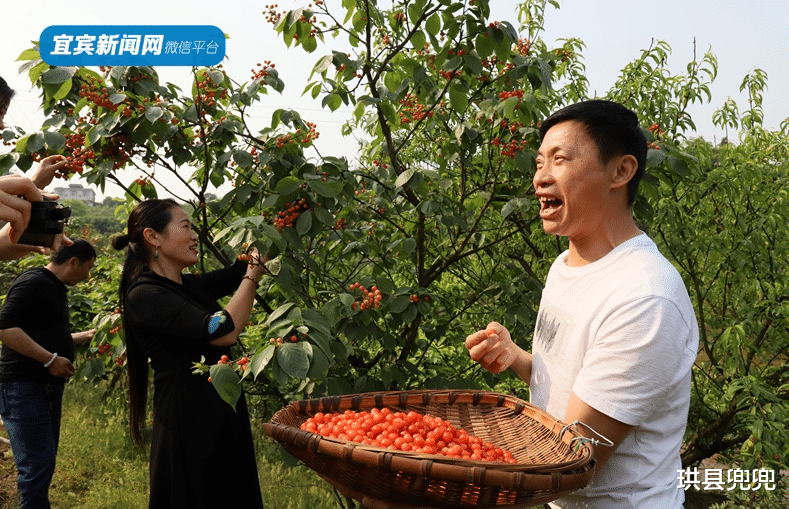 珙县兜兜 红了！熟了！宜宾周边樱桃采摘攻略来啦！现在去正好！