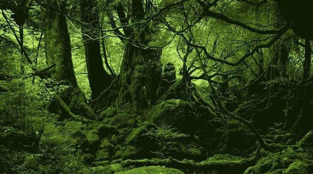 亚马孙热带雨林 世界动植物王国亚马逊雨林？看似生物的天堂，实则却是人类的禁区