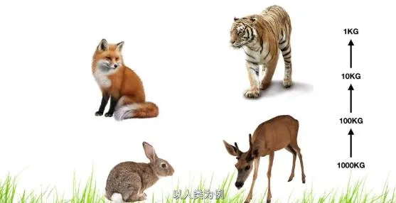  人类为什么“不吃食肉动物”？专家：食肉动物体内隐藏着危险毒素