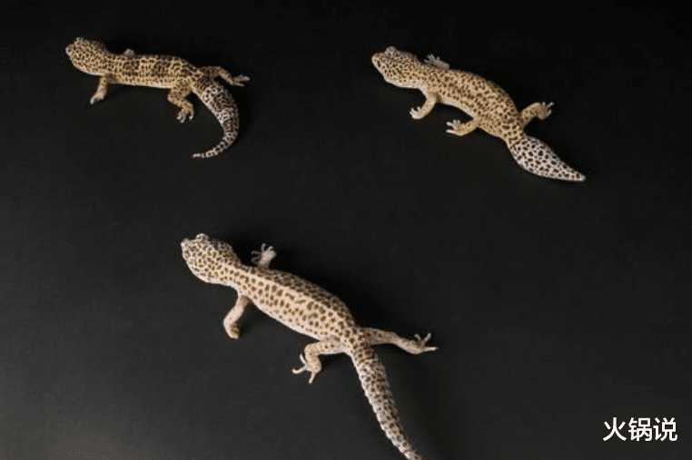 壁虎 俗话说\夏天五毒出\，五毒为何包含壁虎？壁虎有什么可怕之处？