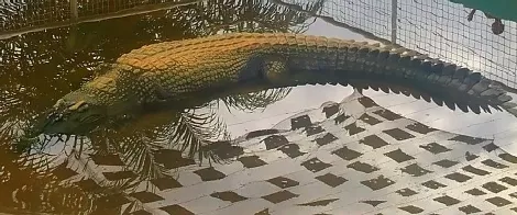 200斤的鳄鱼被淹死了?别笑,鳄也怕呛水的好嘛