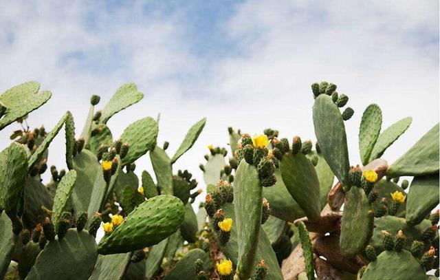为你揭秘4大农业骗局,不要被假象迷惑!