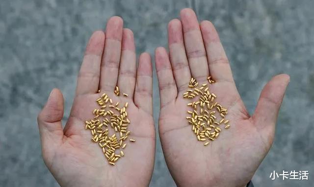 黄浦江 为讽刺粮食浪费，20万纯黄金米粒扔黄浦江？网友：“不如丢在我家”