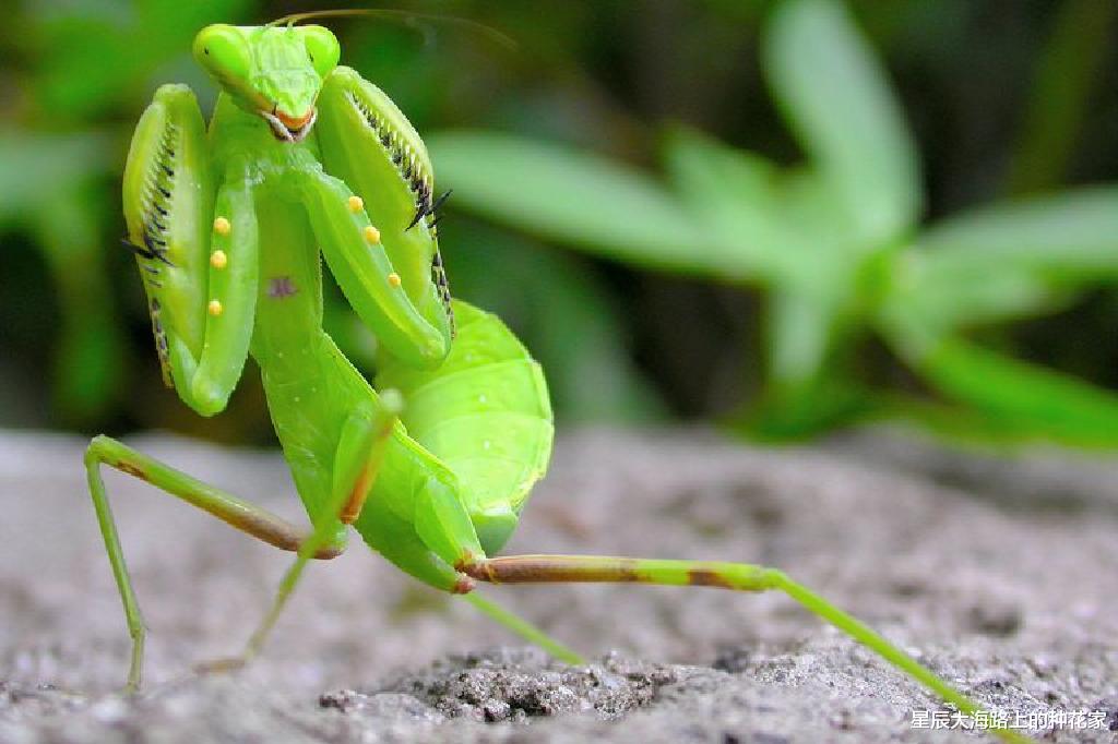 昆虫 螳螂交配后:“新娘”为何吃掉“新郎官”?新娘:这全是为它好!