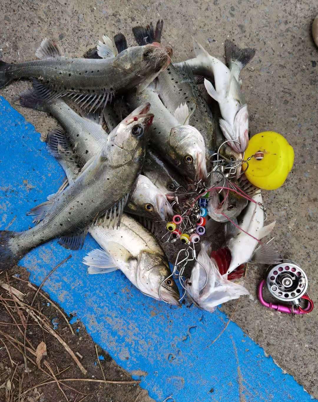 盐城|江苏盐城:鲈鱼群来袭,有人半天钓十几条,还有人辞职去钓鱼