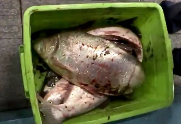 |弄明白什么是锚鱼，什么是钓鱼，就不用担心是不是违规钓鱼了