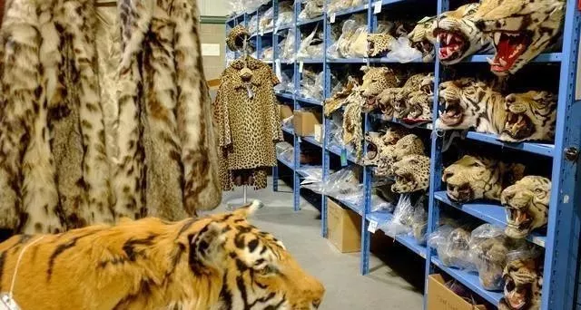 白色污染 新冠爆发超2亿人感染，438万人死亡：人类消失的日子，水清了，天蓝了，动物开始了一场狂欢