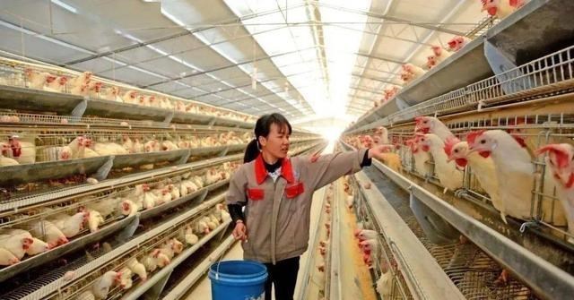 教教你家娃|养殖户注意了，3类养殖模式将受“严查”，不整改的或负法律责任