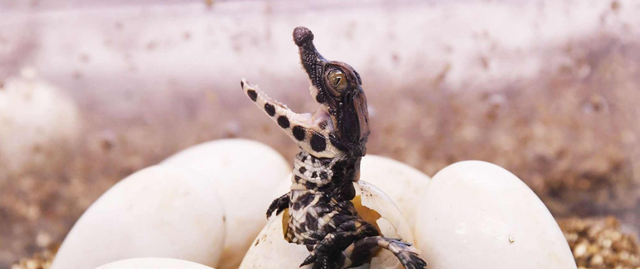  鳄鱼家族有多倒霉？努力了两亿年，每次在马上称霸时被地球针对