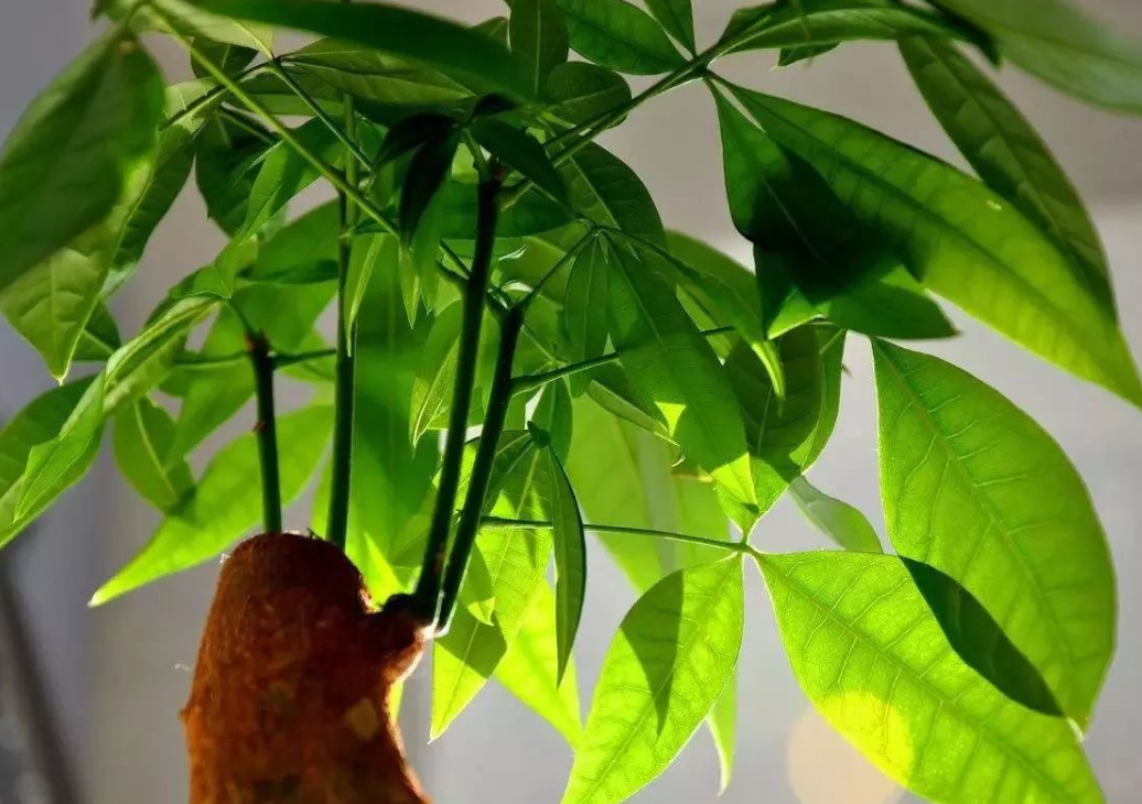 |?家里有这三种花，门窗不要总紧闭，不然叶片发黄养不活