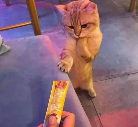 猫|猫:让我想想,最近在减肥,这玩意我能吃吗