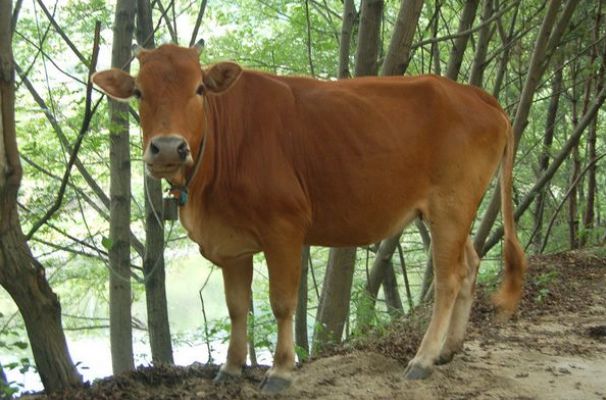 文文趣说|属牛人,七月要留意这4个风水禁忌,助运牛年顺风顺水
