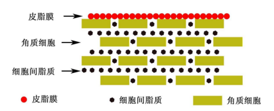 卵巢|幫助修復皮膚屏障功能的護膚成分，你不會還不知道吧