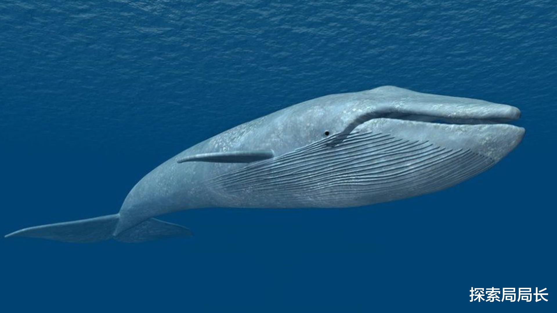 鲸鱼 盘点地球上最大的10种鲸鱼，座头鲸仅排第7，蓝鲸一天要吃4吨