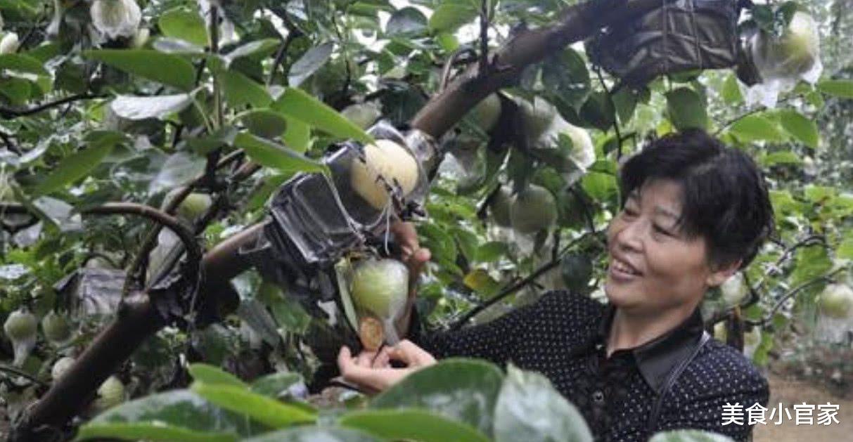 美食小官家 五粮液\＂永不分梨\＂，瓶中有一整只梨，酒友：神了，如何放入的？