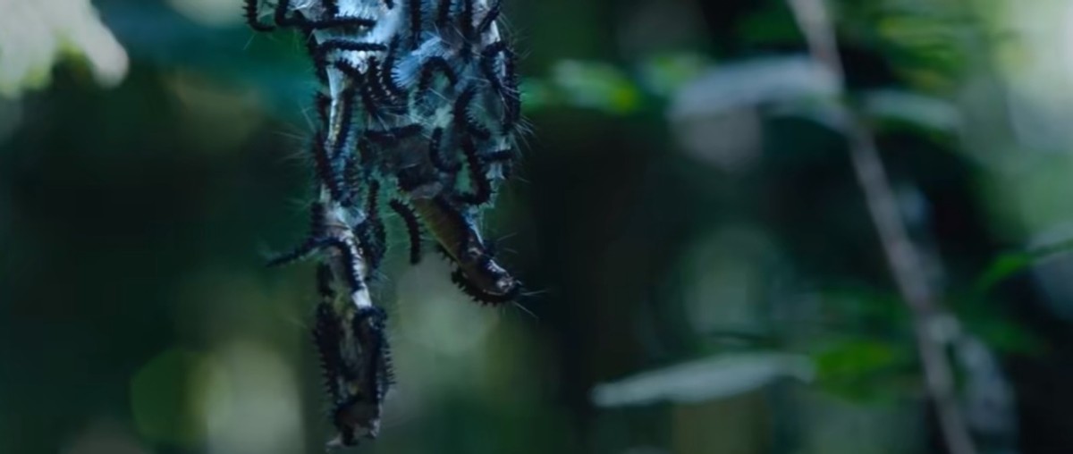 云南虫谷|特效新奇、动作戏多，这部暑假档令人期待的狠剧，终于要播了