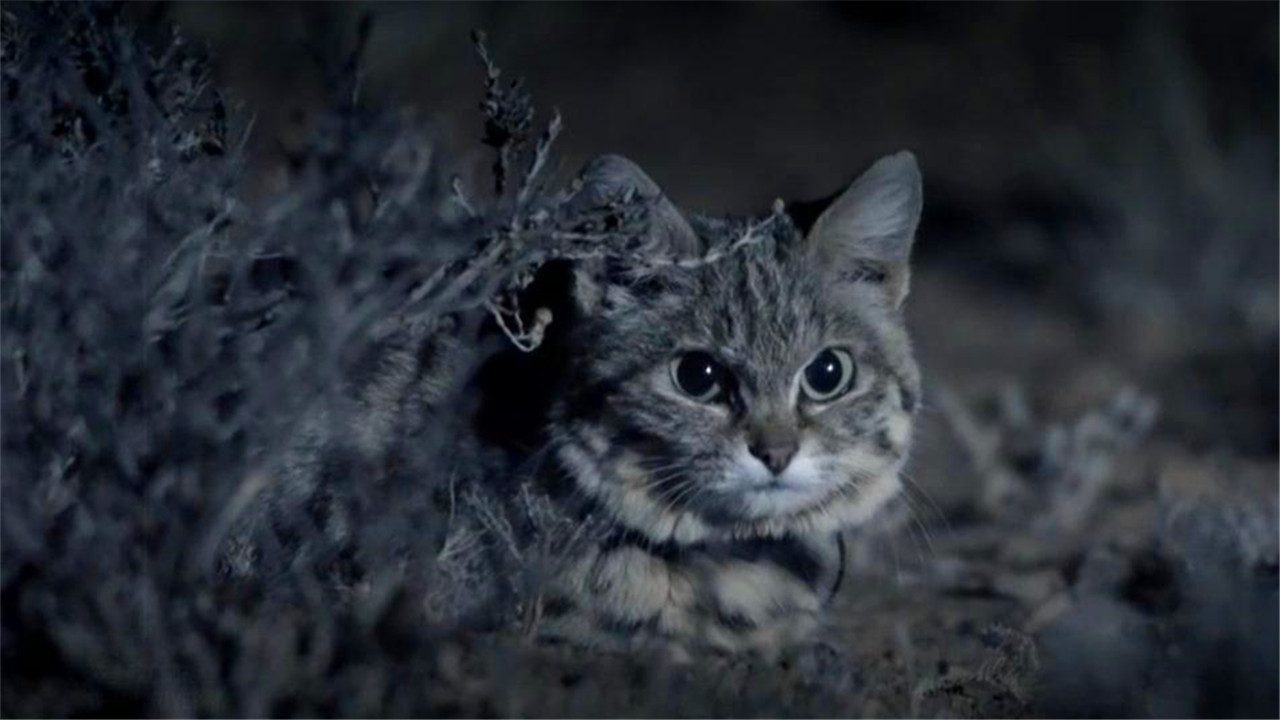 黑足猫 非洲最小的猫，猫科捕猎效率最高的“杀戮机器”，被全世界禁养