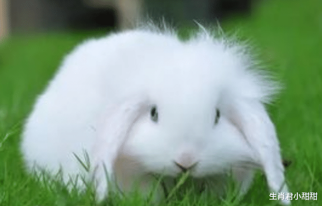 属兔|2022年属兔人财运扶摇直上，在职场中春风得意，事半功倍一飞冲天