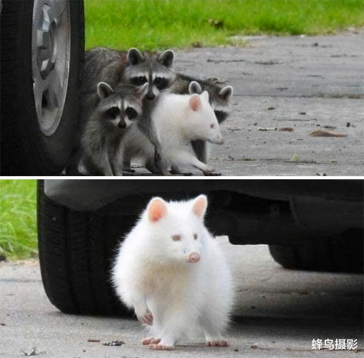 北极 35张罕见的生物照片：图3老鼠是用金丝做的吗？猫都下不去嘴