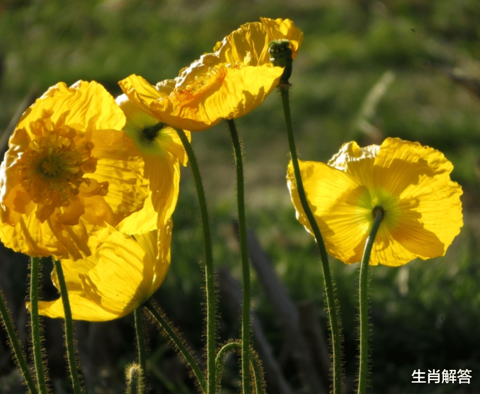 生肖解答|8月底，桃花运炸裂，旧情人回首，3生肖点燃爱火，心心念念再回头