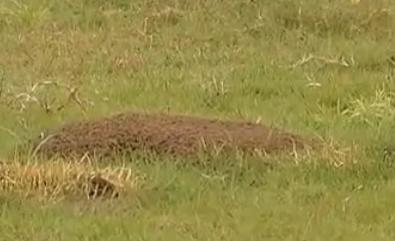 四川卫视 紧急提醒!这种生物已入侵四川6市州