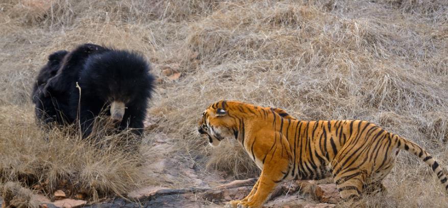 棕熊 “东北虎”与“棕熊”进行1对1对决，谁会更具优势？你看好谁呢