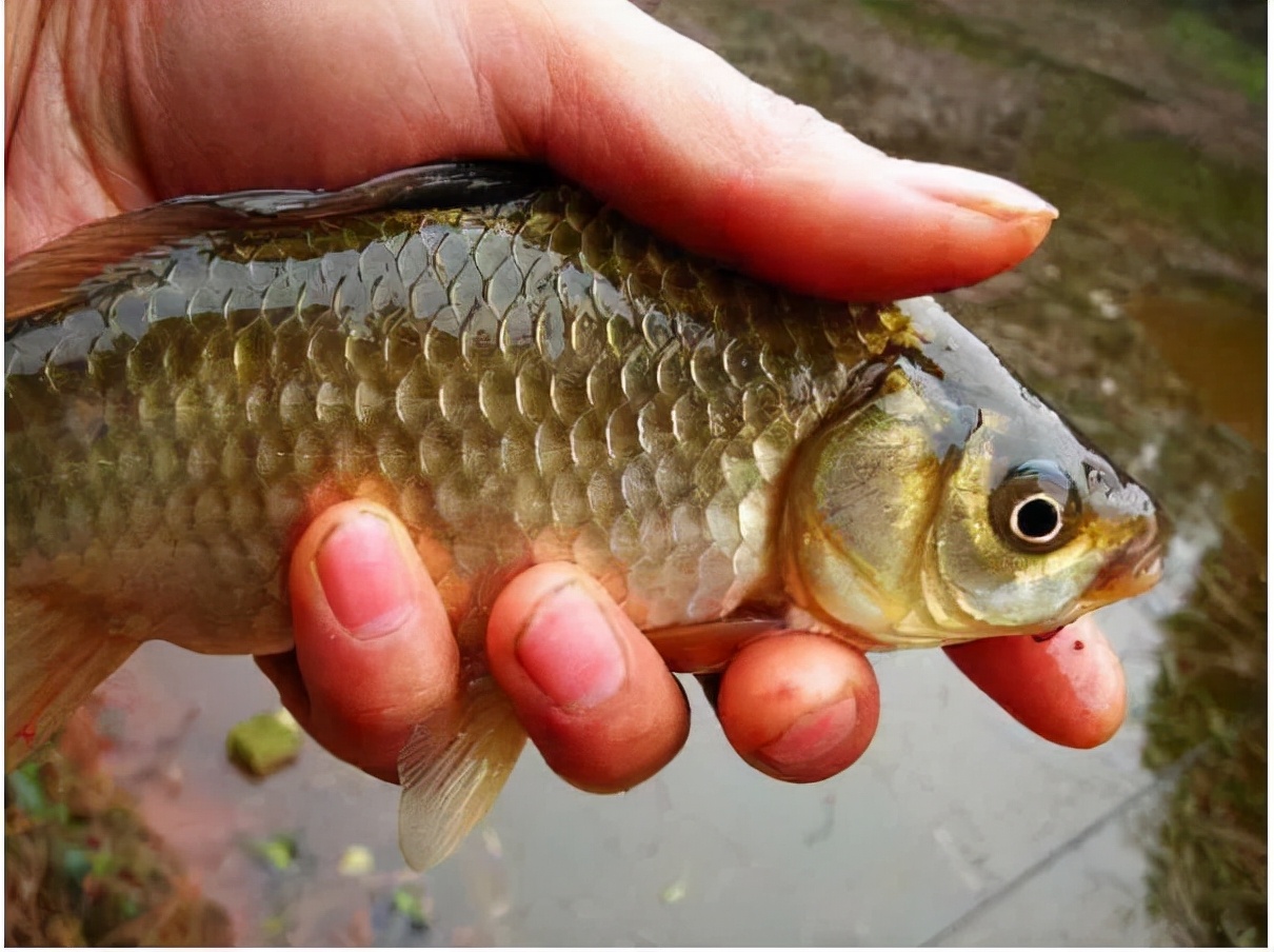 供暖|初进供暖期，打窝子时如果遵循这四个原则，连竿爆护也有可能