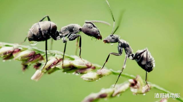 蚂蚁智慧有多牛?不搬食物搬树叶,自己回家“种蘑菇”!细极思恐
